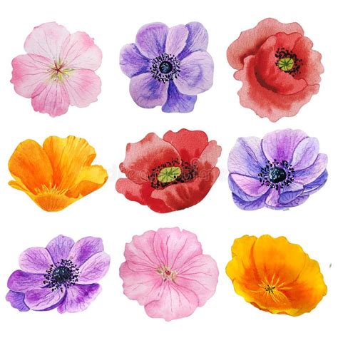 Set Of Watercolor Garden Flowers Heads Stock Illustration