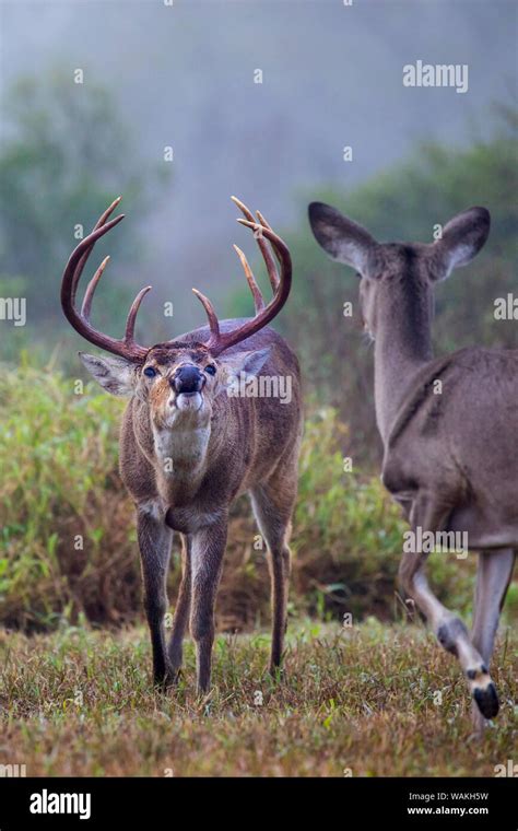 White Tailed Deer Odocoileus Virginianus Male Stock Photo Alamy