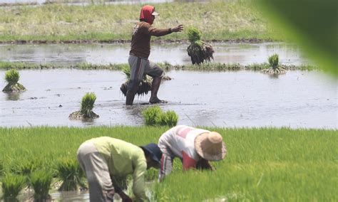 Pemerintah Tak Buka Keran Impor Beras Umum Selama 2021