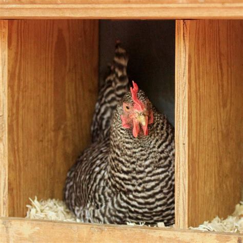 Chicken Nesting Boxes Size Informacionpublica Svet Gob Gt