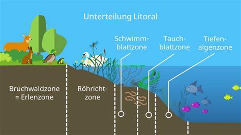 Kosystem See Nahrungskette Gliederung Und Zonierung Mit Video