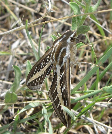 Bug Eric: White-lined Sphinx ("Hummingbird Moth")