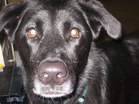 Black Lab/German Shepherd Mix Dog