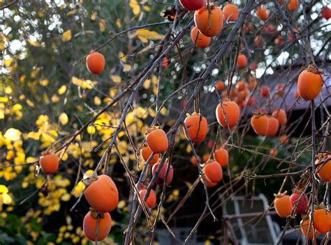 Persimmon Tree Growing Conditions Where Does Persimmon Grow