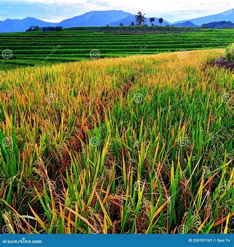 Photo of Rice Plants that are Yellowing Stock Image - Image of plantation, meadow: 259701161