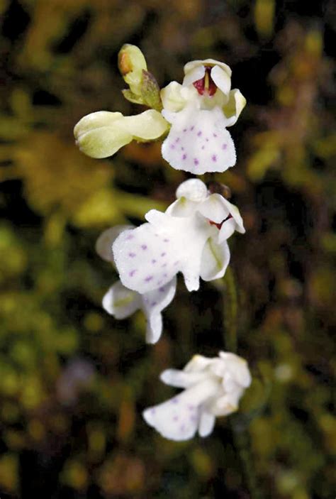 四川發現蘭科植物新物種 內地 香港文匯網