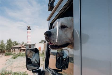 As Debes Llevar Un Perro En El Coche Sin Que La Dgt Te Ponga Una Multa