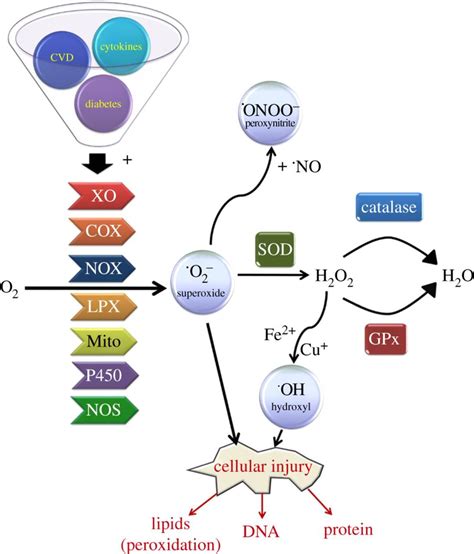 Modulation Of Cellular Redox Homeostasis By The Endocannabinoid System