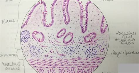 Illustrations: Ileum - General Histology