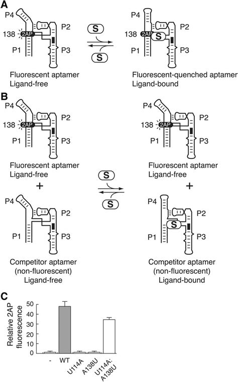 Ligand Recognition And Helical Stacking Formation Are Intimately Linked