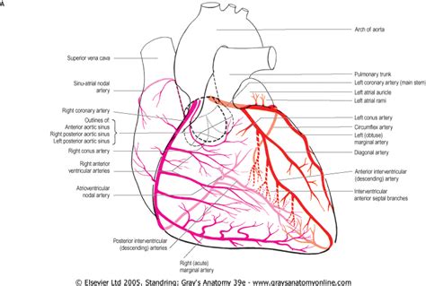 My Notes for USMLE — Ascending Aorta (Coronary ostia): Right Coronay...