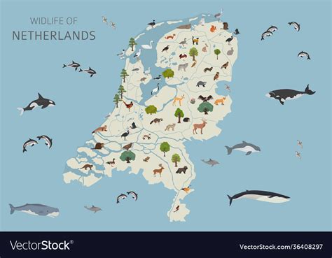 Flat design netherlands wildlife animals birds Vector Image