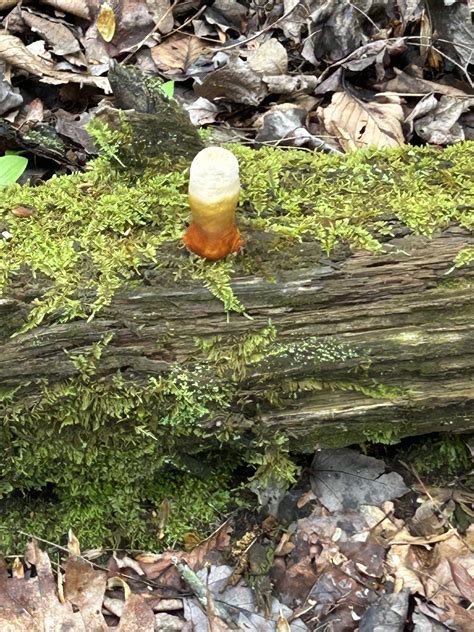 Can someone here help id? : r/Mushrooms