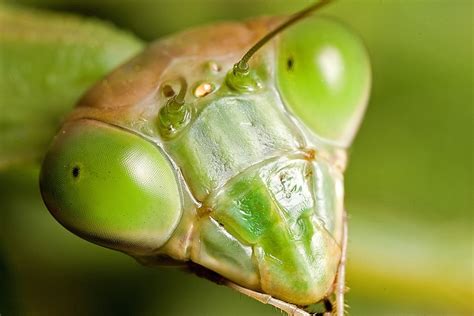 Praying Mantis Face At 21 By Airbrontosaurus Via Flickr Praying