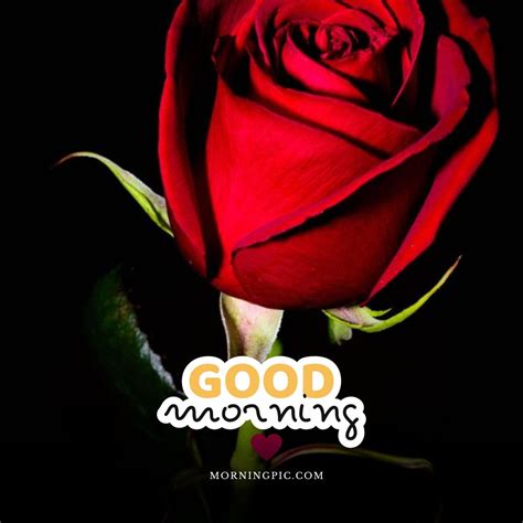 100+ Good Morning Red Rose Images - Beautiful Red Rose Flowers - Morning Pic