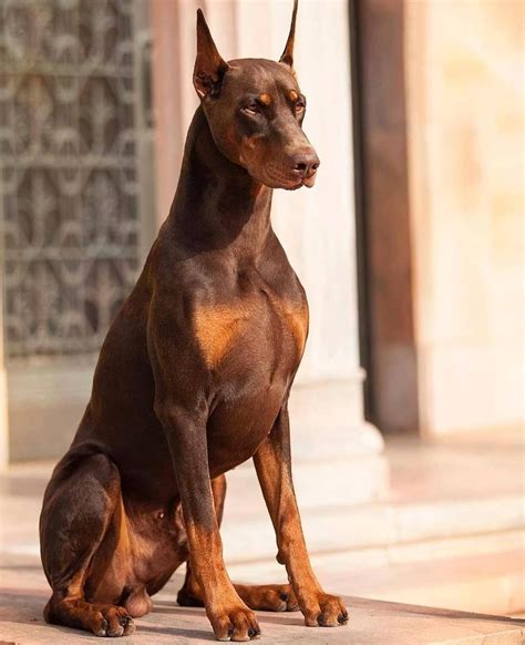 Doseofdex Doberman Dobermanpinscher Dobermanclub Dobermans