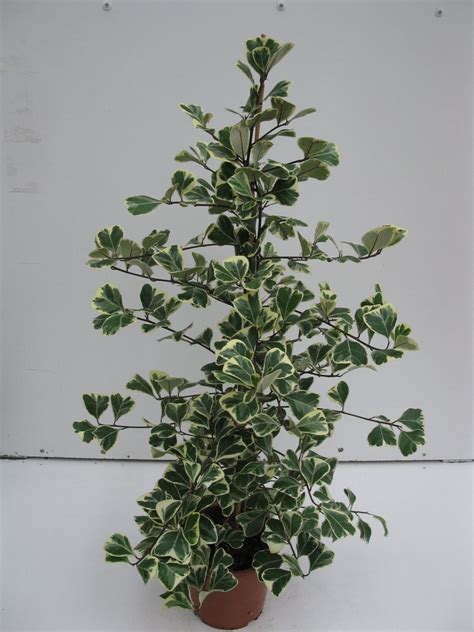 Ficus Triangularis Variegata Plant Wholesale Floraccess