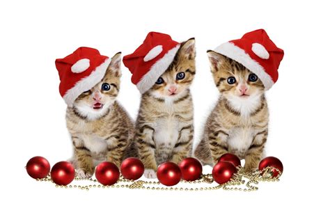 Christmas Kitten Wallpapers - Wallpaper Cave