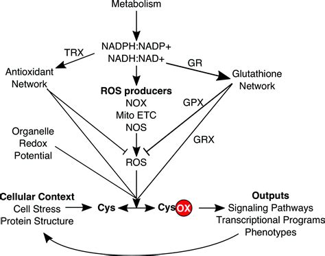 Redox Systems Biology Harnessing The Sentinels Of The Cysteine