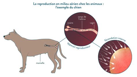 La Reproduction Des Animaux | Images and Photos finder