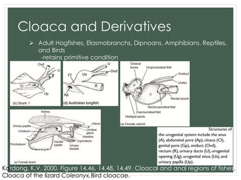 Comparative Anatomy Reproductive System PPT