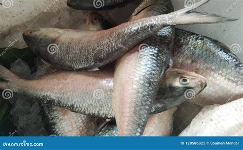 Hilsa Fish,tasty Hilsa Fish. Stock Photo - Image of everywherenits, vintage: 128586822