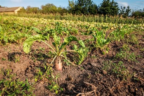 Jak Uprawia Buraki Pastewne Aby Cieszy Si Wysokim Plonem