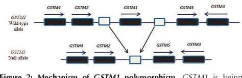 Figure 1 From Glutathione S Transferase An Overview On Distribution Of Gstm1 And Gstt1