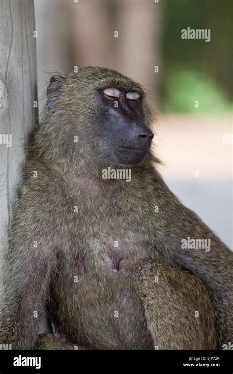 Olive baboon behavior hi-res stock photography and images - Alamy