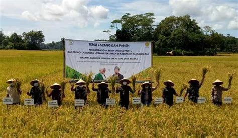 Petani Pangandaran Berhasil Panen Benih Padi Di Luar Musim Technology