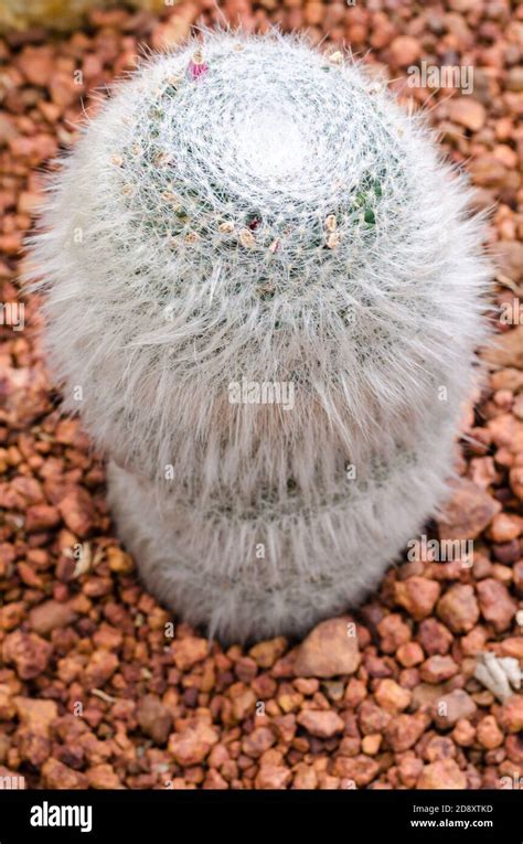 Mammillaria Cactus Plant Stock Photo Alamy