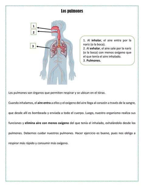 Rganos Principales Del Cuerpo Humano Profe Social