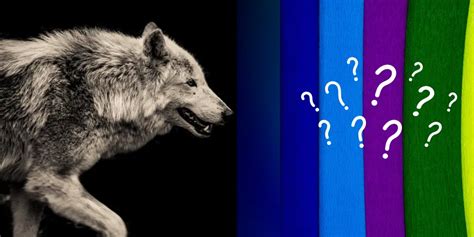 Wolf Colors: 7 Fascinating Shades of Nature's Canines | Dog Breeds FAQ