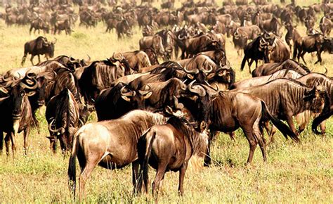 Days Serengeti Migration Tanzania Safari Tour Tanzania Camping Safaris