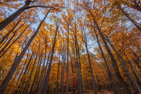 Fall Foliage at Catoctin Mountain Park – Roving Sun