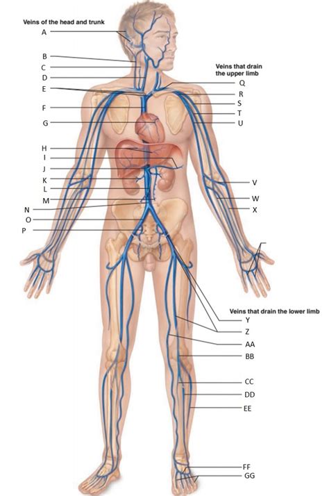 Veins Diagram Diagram Quizlet