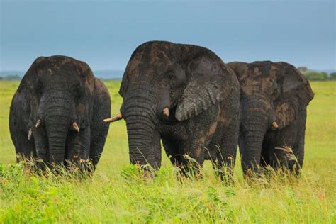 Tripadvisor Volledige Dag Cape Vidal Isimangaliso Wetland Safari