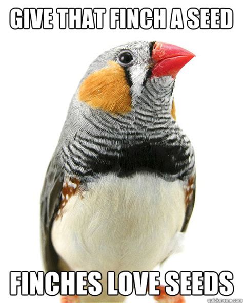 Give That Finch A Seed Finches Love Seeds Misc Quickmeme