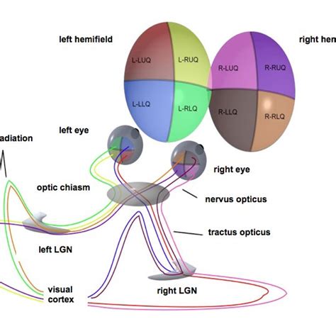 Schematic Representation Of The Optic Pathways From Each Of The Four