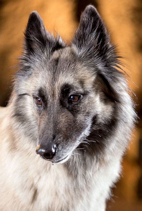 Belgian Tervuren Dog Breed Information Pictures Characteristics