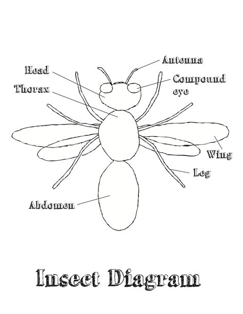 Hudtopics: Insect Anatomy Coloring Sheet