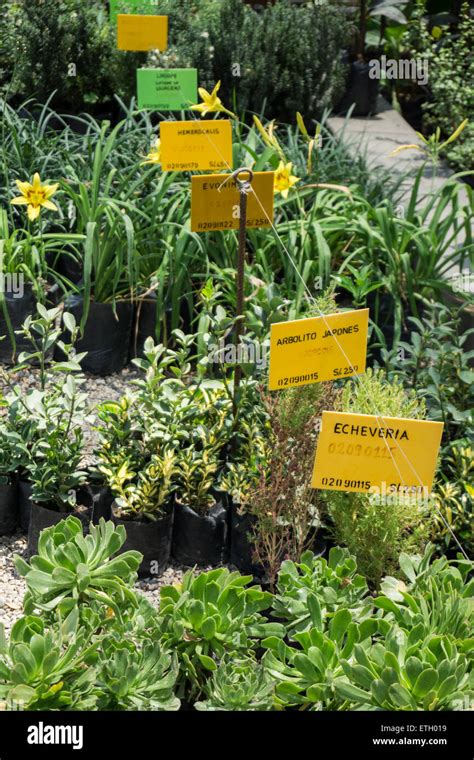 Ornamental plants nursery hi-res stock photography and images - Alamy