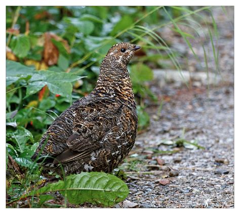 Tétras du Canada Spruce Grouse Madame Tétras Parc natio Flickr