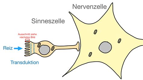 4 Neurobiologie Biologie Unterricht Im Digitalen Zeitalter