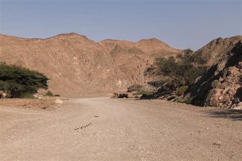 Trees in the Desert of Israel in the Desert Stock Image - Image of ...