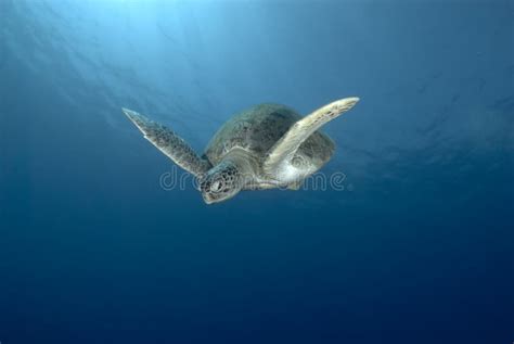 Green sea turtle swimming stock photo. Image of animal - 12451254