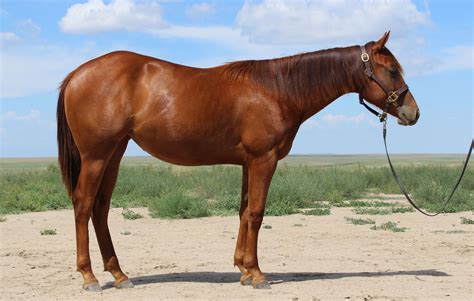 Cuttin Ta Fame 2022 Aqha Sorrel Filly X Freckles Ta Fame X Dash Ta