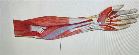 Solved Identify The Highlighted Muscle Chegg