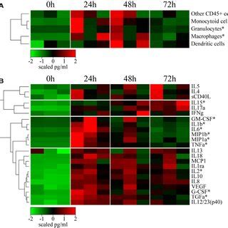 Rmva Injection Induces Local Cellular Trafficking And Cytokine