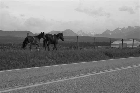 Horses In Bow Valley Ravi Shah Flickr